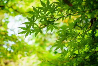 良い漢方薬局の見つけ方｜失敗しない選び方5つのポイント