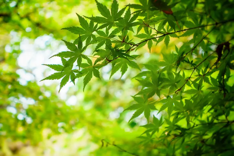 良い漢方薬局の見つけ方｜失敗しない選び方5つのポイント